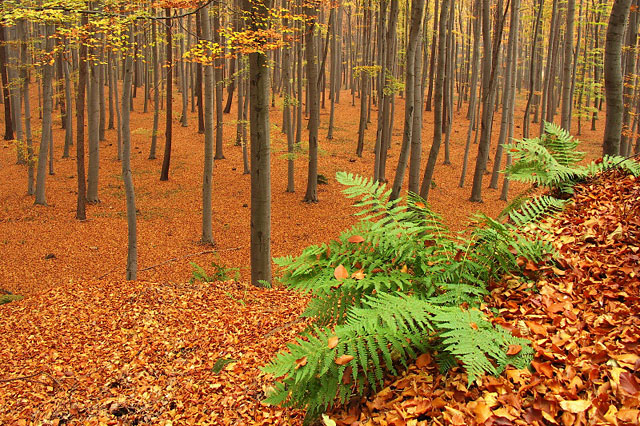 Podzimní bukový les u Osvětimanských skal, Chřiby