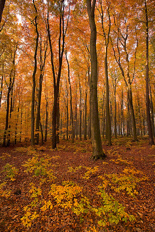Přírodní park Chřiby – podzimní bukový les