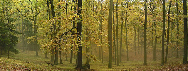 Přírodní park Chřiby – podzimní bukový les