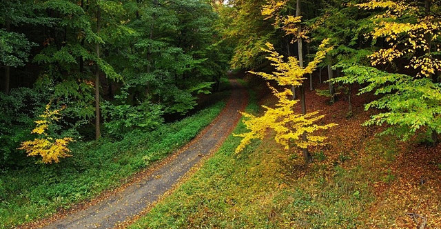Podzimní les za obcí Osvětimany, Chřiby
