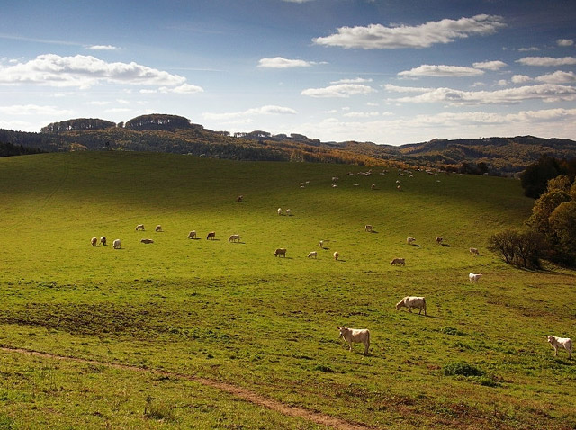 Pastviny v přírodním parku Chřiby