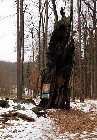 Památný strom Ctiborův dub, přírodní park Chřiby
