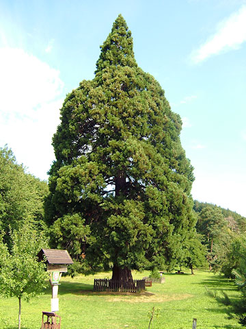 Památný strom sekvojovec obrovský, Chabaně-Břestek | Chřiby 