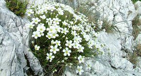 Písečnice velkokvětá (Arenaria grandiflora)
