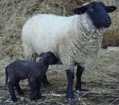 Domácí zoo Bejčkův mlýn – ovečky