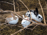 Domácí zoo Bejčkův mlýn – králíci