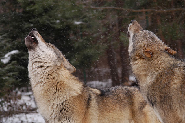 Vlk obecný (Canis lupus) v Beskydech