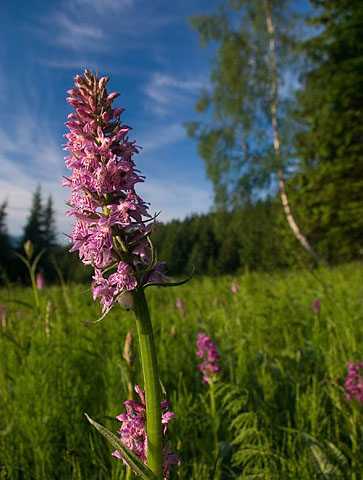 Orchideje v přírodní památce Podgruň
