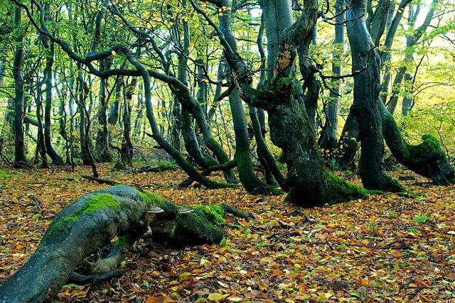 Dvorský les (Rýchorský prales), Krkonoše – Rýchory