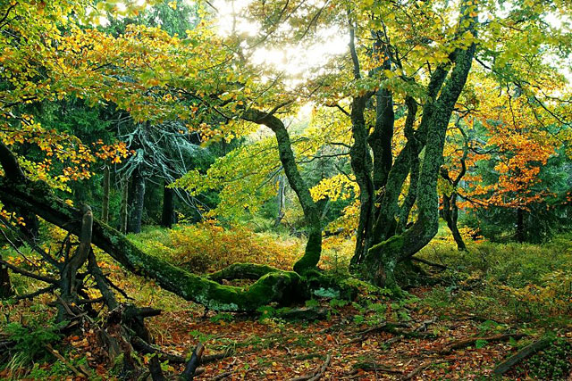 Rýchorský prales (Dvorský les), Krkonoše - Rýchory