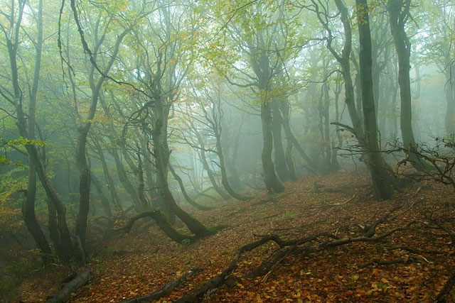 Rýchorský prales (Dvorský les) v mlze, Krkonoše - Rýchory