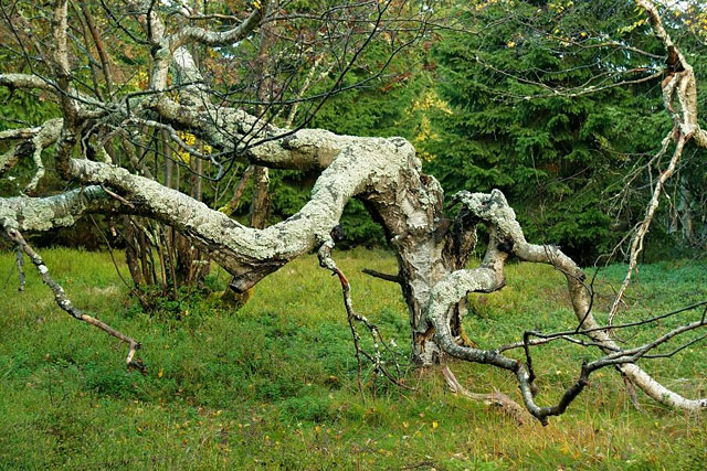 Pokroucený buk, Dvorský les (Rýchorský prales), Krkonoše
