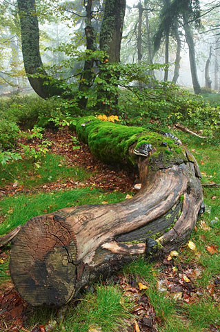 Dvorský les (Rýchorský prales), Krkonoše - Rýchory