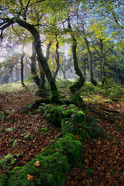 Dvorský les (Rýchorský prales), Krkonoše – Rýchory