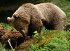 Medvěd hnědý je největší evropská šelma. Na většině našeho území byl vyhuben v průběhu 17. a 18. století. Díky návaznosti na Slovensko, kde dosud žijí početné medvědí populace, se medvěd hnědý do Beskyd od 70. let 20. století opět navrací.

