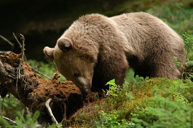 Medvěd hnědý (Ursus arctos) v Beskydech
