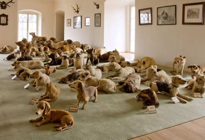 Hrad Bítov – sbírka vycpaných psů