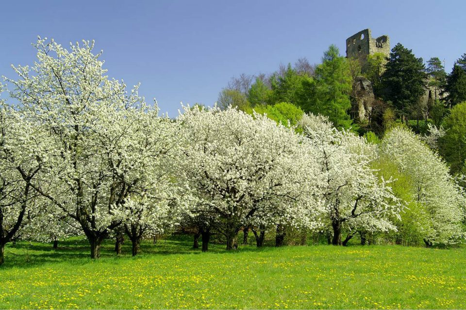 Jarní ovocný sad pod hradem Valečov, Boseň | Český ráj