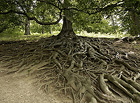 V přírodní památce Hradní vrch Hukvaldy eroze ze svahu vypreparovala mohutné kořenové systémy 7 buků, které dnes patří k nejobnaženějším v ČR – některé kořeny jsou dlouhé až 8 m! Buky jsou od r. 1999 chráněné!


