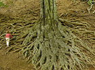 V přírodní památce Hradní vrch Hukvaldy eroze ze svahu vypreparovala mohutné kořenové systémy 7 buků, které dnes patří k nejobnaženějším v ČR – některé kořeny jsou dlouhé až 8 m! Buky jsou od r. 1999 chráněné!

