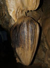Nádherně vyvinuté stalagmity (krápníky rostoucí ze dna jeskyně) zvané Šikmá věž v Pisse (vlevo) a Praděd (uprostřed), po vládci nedalekých jesenických hor.

