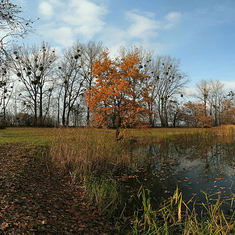 Jezírko Kutnar na podzim, Rakvice