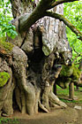 Kamenická lípa, památný strom | Kamenice nad Lipou.