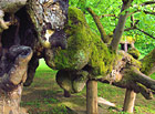 Kamenická lípa, památný strom | Kamenice nad Lipou.