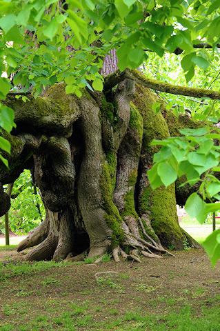Kamenická lípa, památný strom | Kamenice nad Lipou