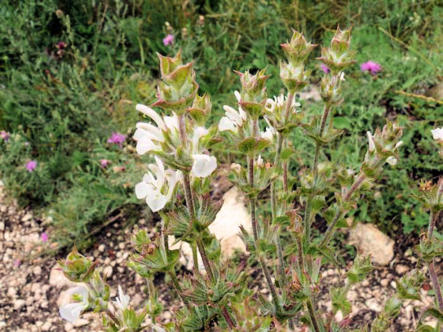 Šalvěj etiopská (Salvia aethiopis)