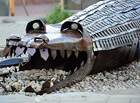 Krokodýl v Kovo…