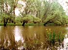 Křivé jezero - rozvodněná řeka Dyje.