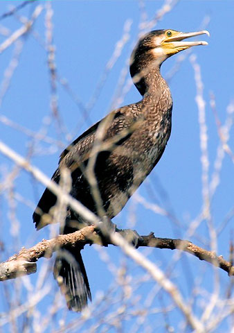 Kormorán velký (Phalacrocorax carbo), Křivé jezero