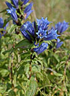 Symbolem Krkonošského národního parku se stal nádherný modře kvetoucí hořec tolitový (Gentiana asclepiadea). Vyskytuje se roztroušeně po celém území parku a patří k vzácnějším druhům naší květeny.

