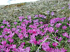 Hořec tolitový se stal symbolem Krkonošského národního parku. Vyskytuje se roztroušeně po celém území a patří k vzácnějším druhům naší květeny.

