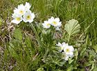Prvosenka nejmenší (Primula minima).