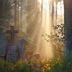 Lesní hřbitov Nový Bor