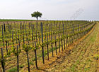 Břeclavskou krajinu prostupují rozsáhlé vinice, na kterých se každoročně rodí velmi kvalitní vína – některá byla dokonce oceněna i na celosvětových vinařských soutěžích!

