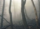 Mystický prales