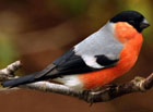 Sameček hýla obecného je nádherně zbarvený do oranžova. Poměrně běžný druh Českého Švýcarska.

