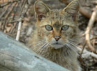 Kočka divoká se v národním parku České Švýcarsko vyskytuje velmi vzácně. Dospělí jedinci mohou dosahovat hmotnosti až 8 kg.

