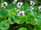 Violka bahenní (Viola palustris).