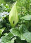 Árón plamatý (Arum maculatum).