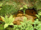 Červený potok ja zabarven organickými látkami z rašelinišť Pryskyřičného dolu.

