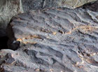 Geologické útvary vzniklé větrným a mrazovým zvětráváním v méně odolných částech pískovců.

