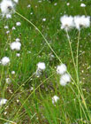 Kopretina bílá (Chrysanthemum leucanthemum).
