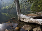 Torzo stromu na břehu Černého jezera.