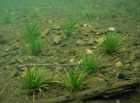 Šídlatka jezerní má v Černém jezeře na Šumavě jedinou lokalitu v České republice. Porosty dosahují výšky maximálně 20 cm a svým vzhledem připomínají trávníky. Šídlatka roste v hloubkách 3 až 8 m.

