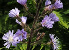 Udatna lesní (Aruncus vulgaris).