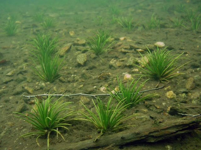 Šídlataka jezerní (Isöetes lacustris)